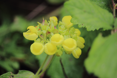Calceolaria morisii