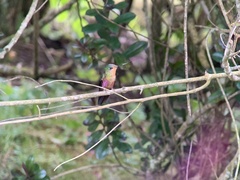 Coeligena helianthea