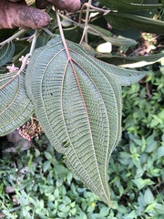 Miconia subcrustulata