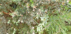 Leptospermum lanigerum