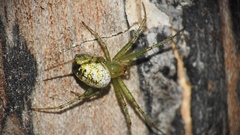 Mangora maculata