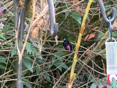 Coeligena helianthea