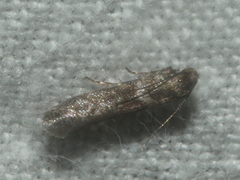 Cadra cautella