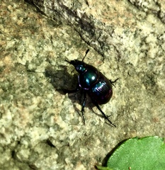 Phelotrupes auratus