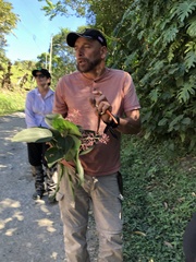 Miconia subcrustulata