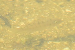 Sarotherodon melanotheron