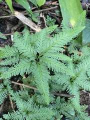 Selaginella doederleinii