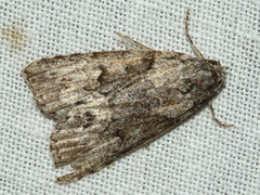 Calathusa basicunea