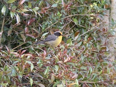 Atlapetes pallidinucha