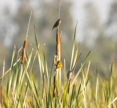 Foudia madagascariensis