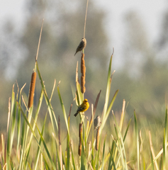 Foudia madagascariensis
