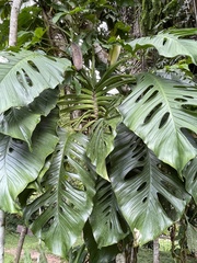 Monstera
