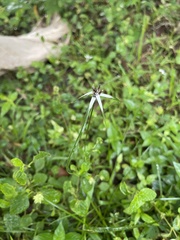 Rhynchospora colorata