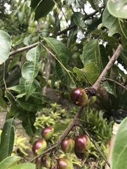 Protium heptaphyllum heptaphyllum