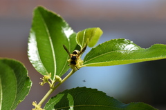 Euodynerus variegatus