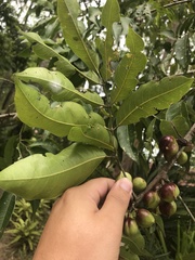 Protium heptaphyllum heptaphyllum