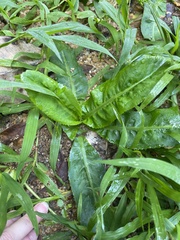 Eryngium foetidum