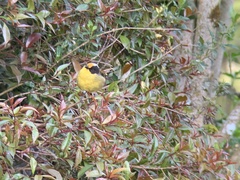 Atlapetes pallidinucha