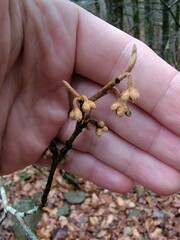 Hamamelis