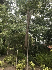 Protium heptaphyllum heptaphyllum