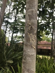 Protium heptaphyllum heptaphyllum