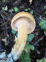 Cantharellus formosus