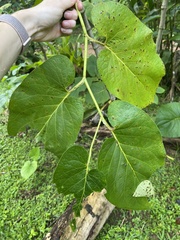 Piper auritum