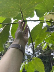 Piper auritum