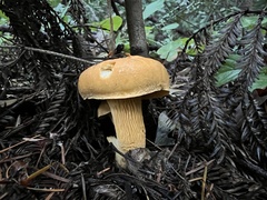 Cantharellus formosus