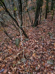 Hamamelis