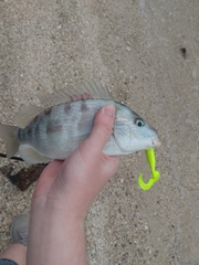 Orthopristis chrysoptera