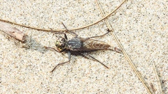 Proctacanthus milbertii