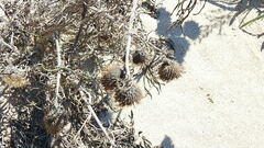 Cirsium pitcheri