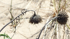 Cirsium pitcheri