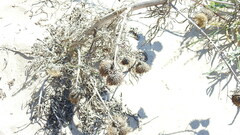 Cirsium pitcheri