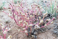 Portulaca oleracea