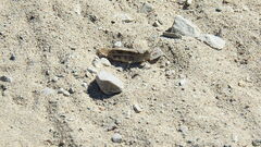 Trimerotropis maritima