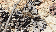 Proctacanthus milbertii