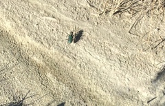 Cicindela purpurea