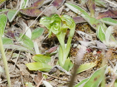 Pterostylis tanypoda