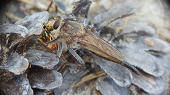 Proctacanthus milbertii