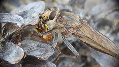 Proctacanthus milbertii