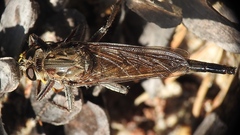 Proctacanthus milbertii