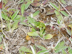 Pterostylis tanypoda