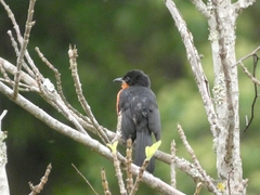 Laniarius erythrogaster