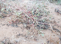 Portulaca oleracea