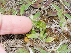 Pterostylis tanypoda