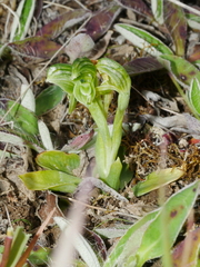 Pterostylis tanypoda