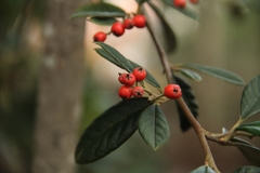 Cotoneaster coriaceus