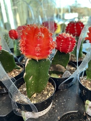 Gymnocalycium stenopleurum